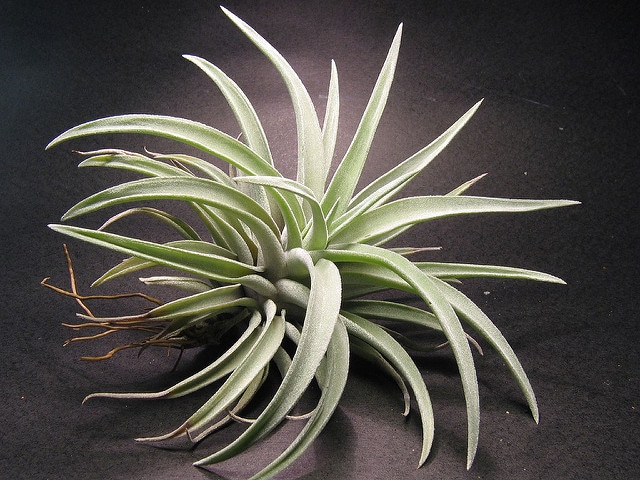 Tillandsia harrisii