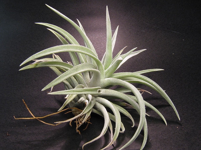 Tillandsia harrisii