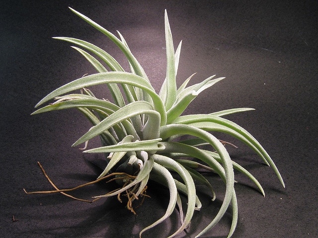 Tillandsia harrisii (Tillandsia harrisii)