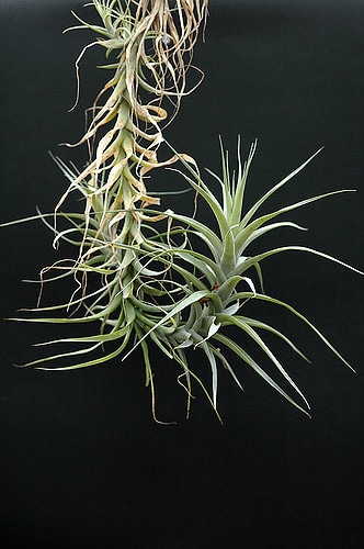 Tillandsia incarnata (Tillandsia incarnata)