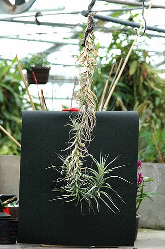 Tillandsia incarnata