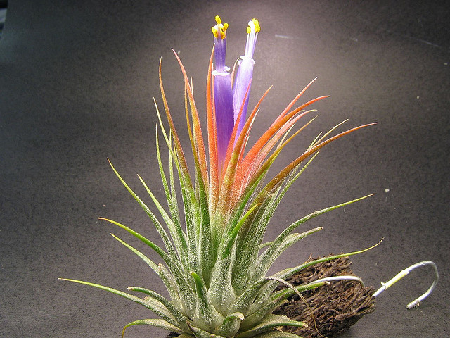 Tillandsie violette