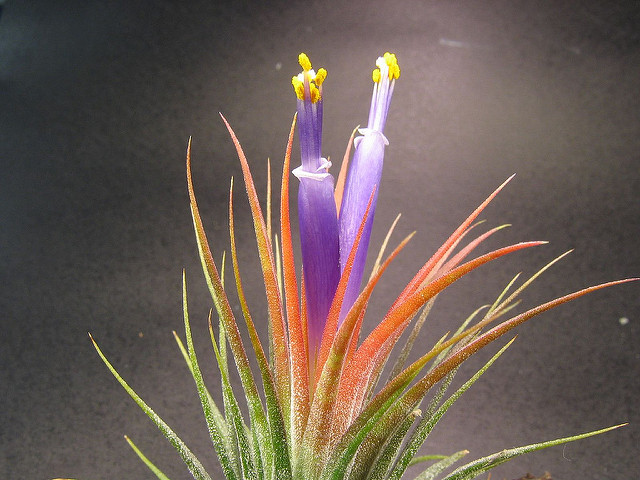 Tillandsie violette