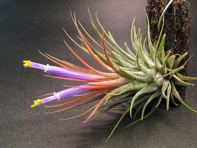 Tillandsie violette