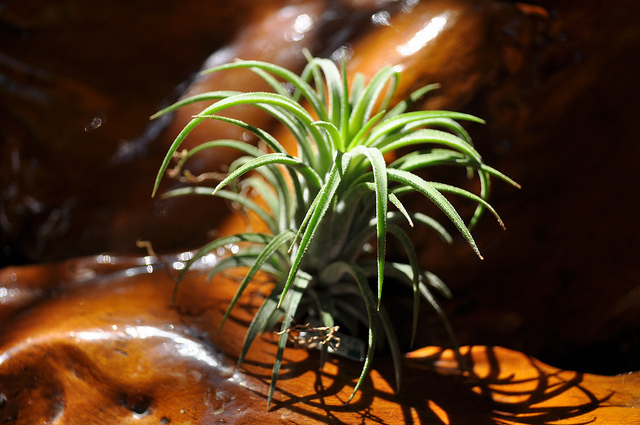 Tillandsie violette (Tillandsia ionantha)