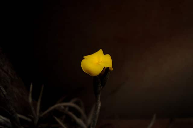 Tillandsia ixioides
