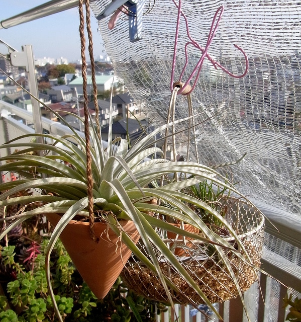 Tillandsia ixioides