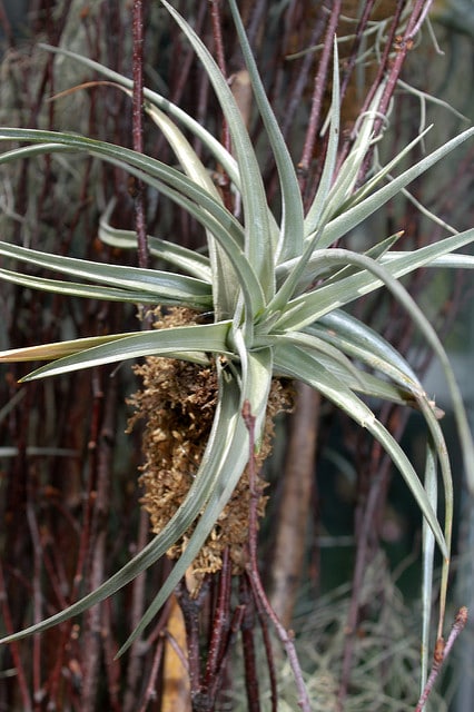 Tillandsia jucunda