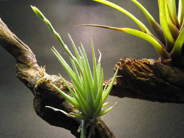Tillandsia loliacea