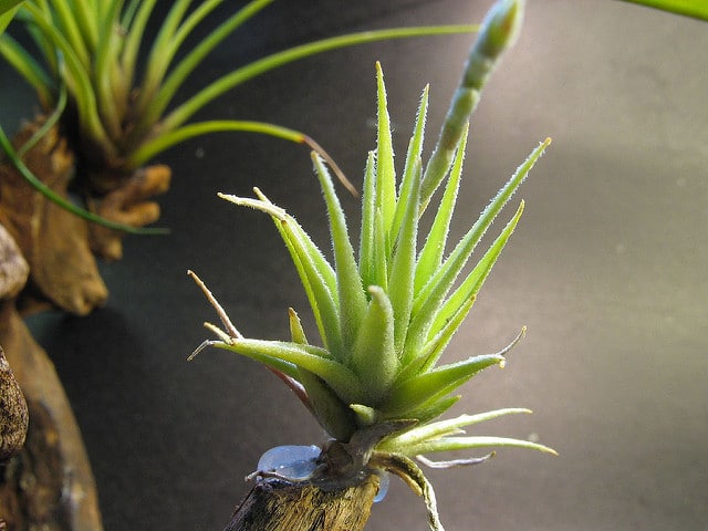 Tillandsia loliacea