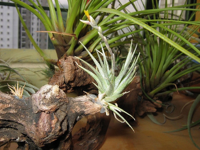 Tillandsia loliacea