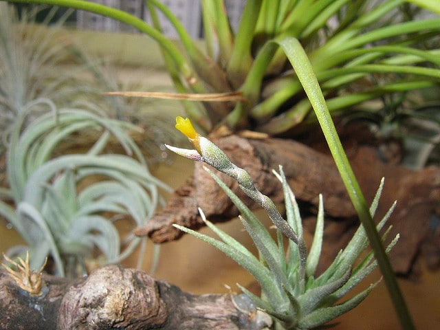 Tillandsia loliacea