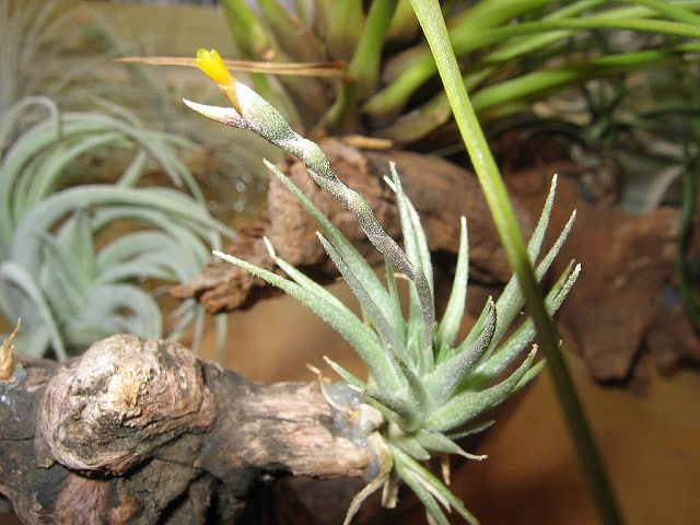 Tillandsia loliacea (Tillandsia loliacea)