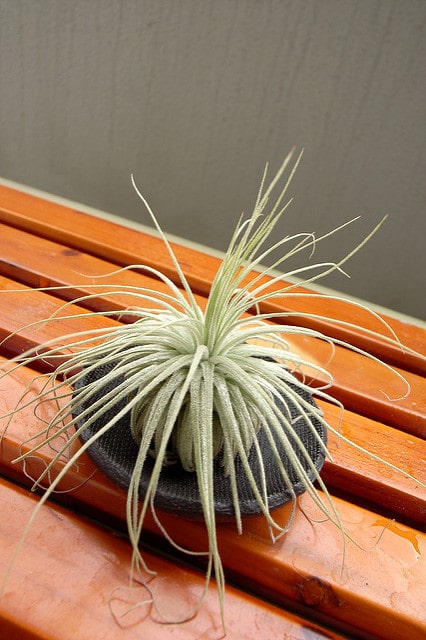 Tillandsia magnusiana