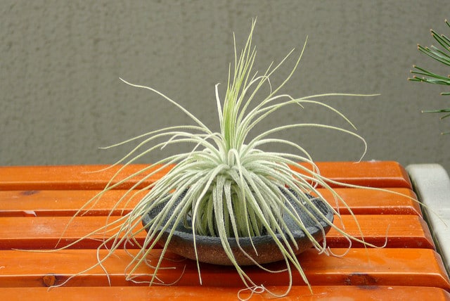 Tillandsia magnusiana