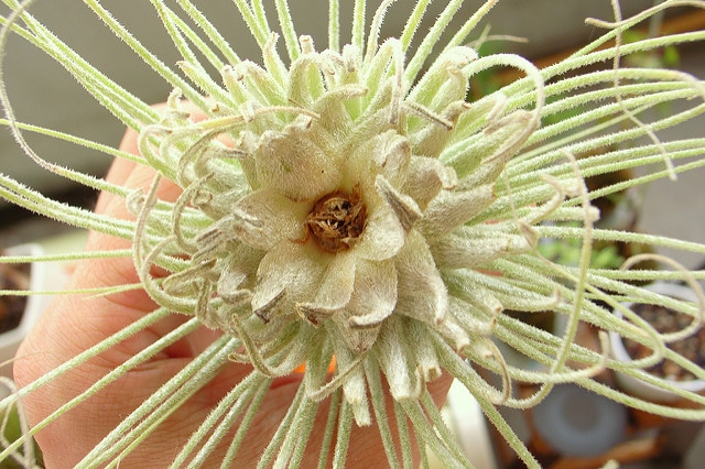 Tillandsia magnusiana