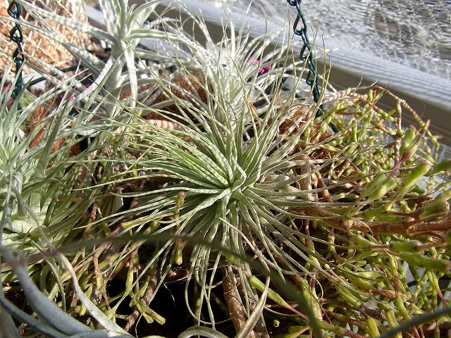 Tillandsia magnusiana