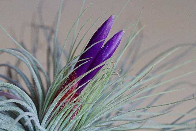 Tillandsia magnusiana