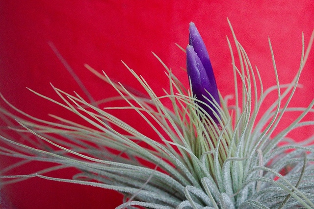 Tillandsia magnusiana (Tillandsia magnusiana)