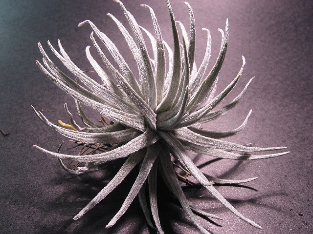 Tillandsia mauryana (Tillandsia mauryana)