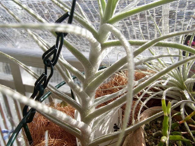 Tillandsia paleacea (Tillandsia paleacea)