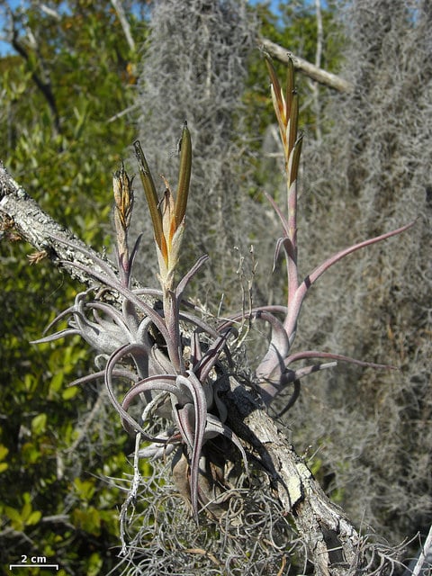Tillandsia paucifolia
