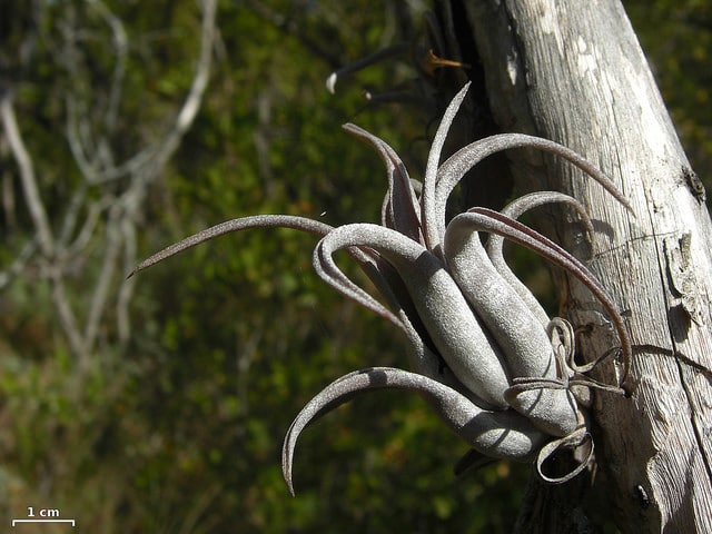 Tillandsia paucifolia