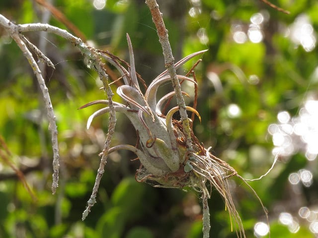 Tillandsia paucifolia (Tillandsia paucifolia)