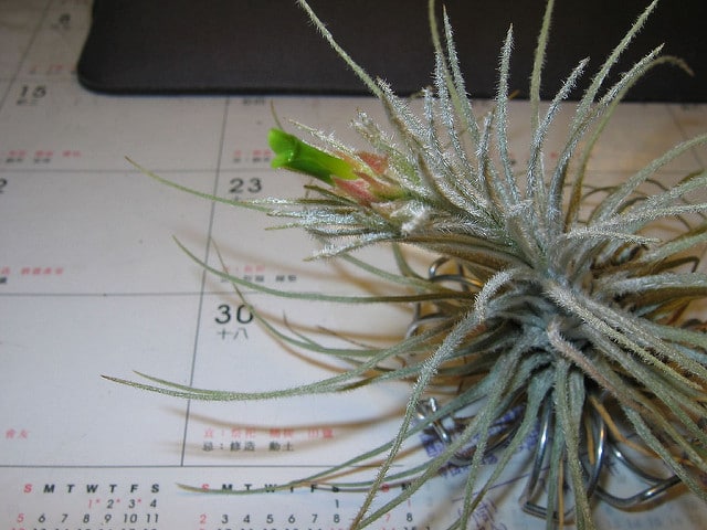 Tillandsia plumosa