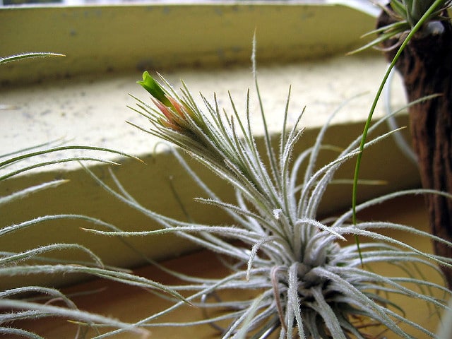 Tillandsia plumosa