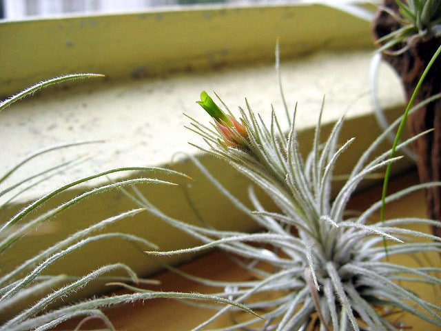 Tillandsia plumosa (Tillandsia plumosa)