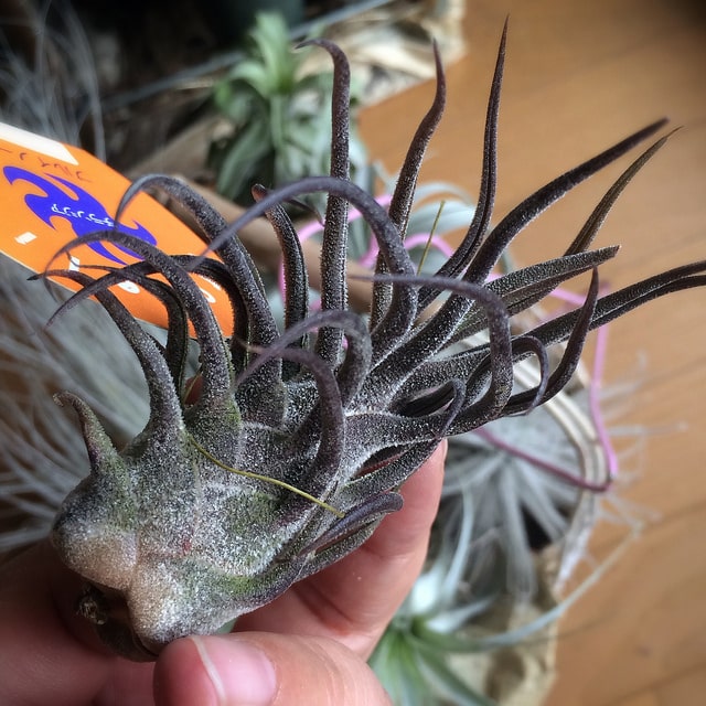 Tillandsia pruinosa