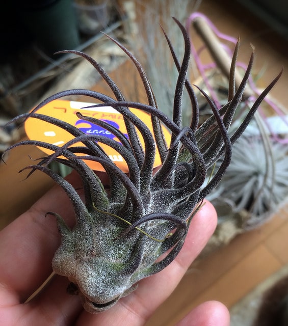Tillandsia pruinosa