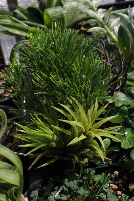 Tillandsia pruinosa