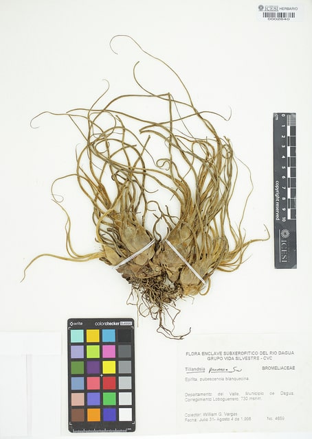 Tillandsia pruinosa