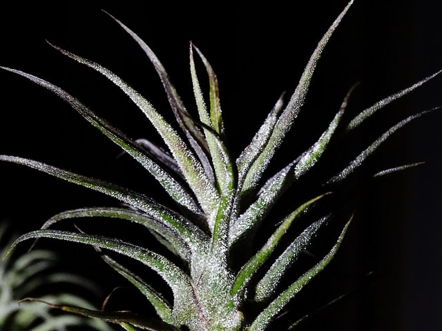 Tillandsia pruinosa