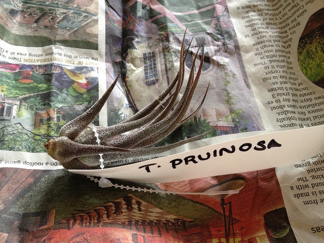 Tillandsia pruinosa (Tillandsia pruinosa)