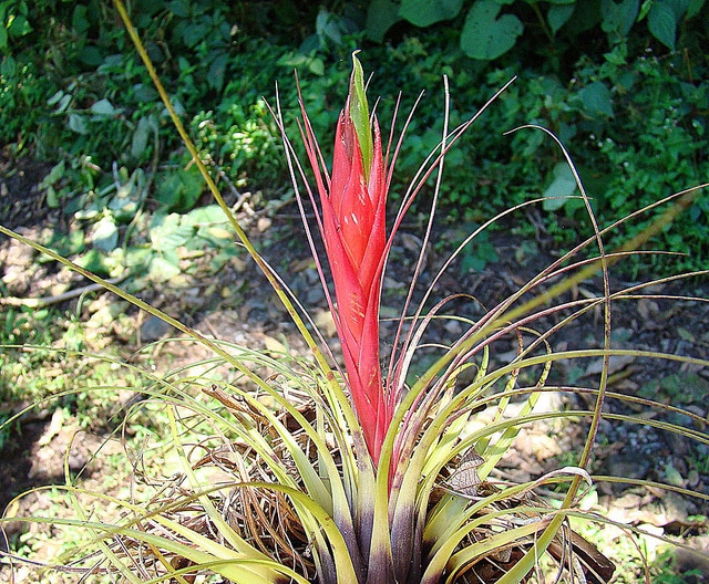 Tillandsia punctulata (Tillandsia punctulata)