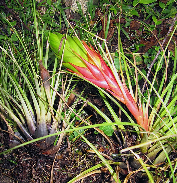 Tillandsia punctulata