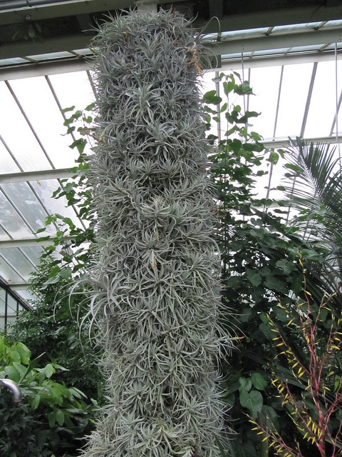 Tillandsia recurvata (Tillandsia recurvata)