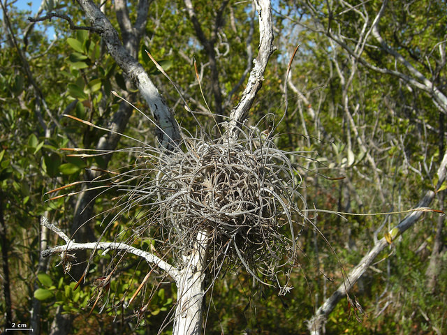 Tillandsia recurvata