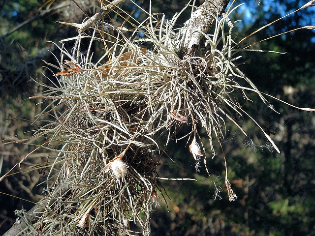 Tillandsia recurvata