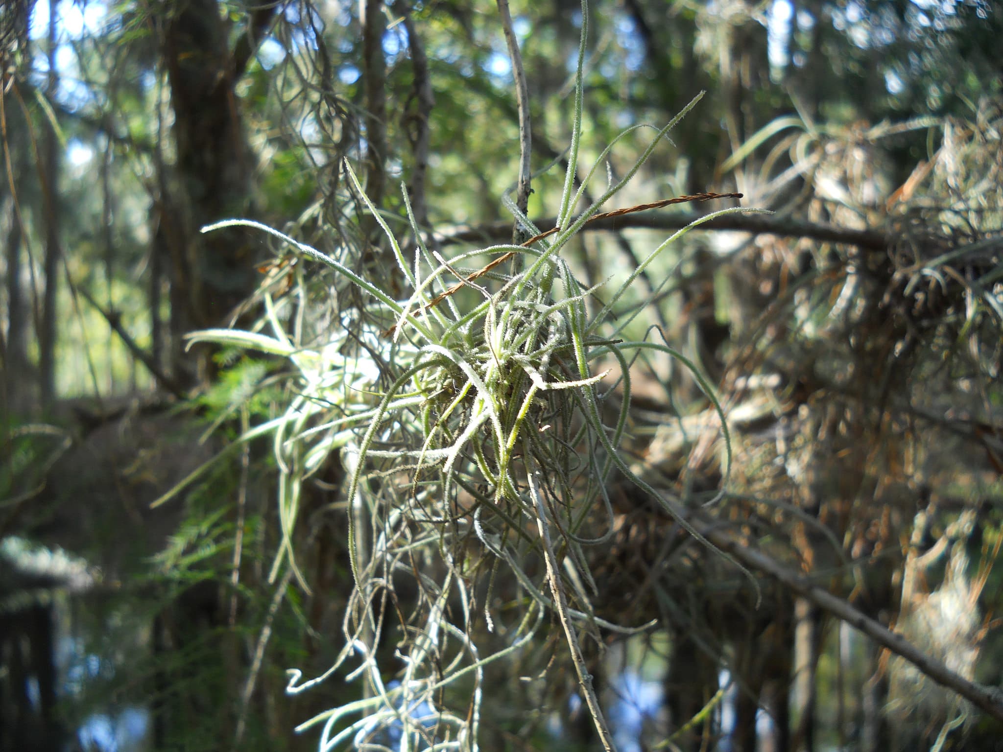 Tillandsia recurvata