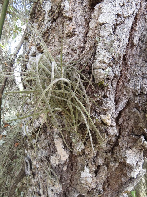 Tillandsia recurvata