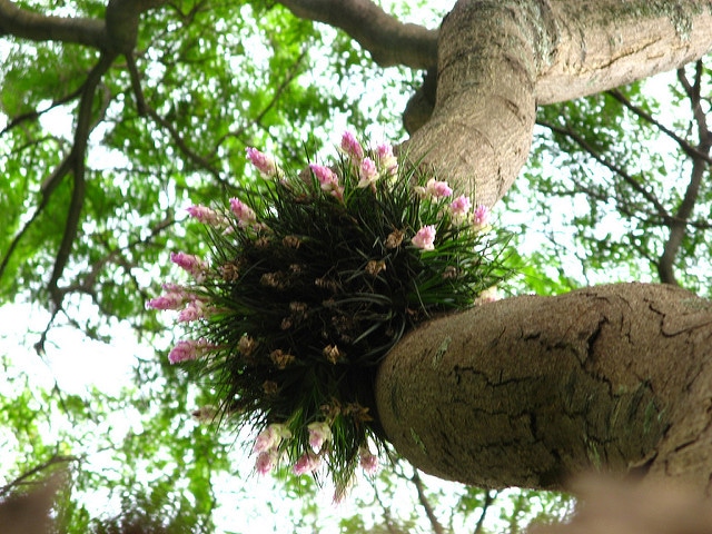 Tillandsia recurvifolia
