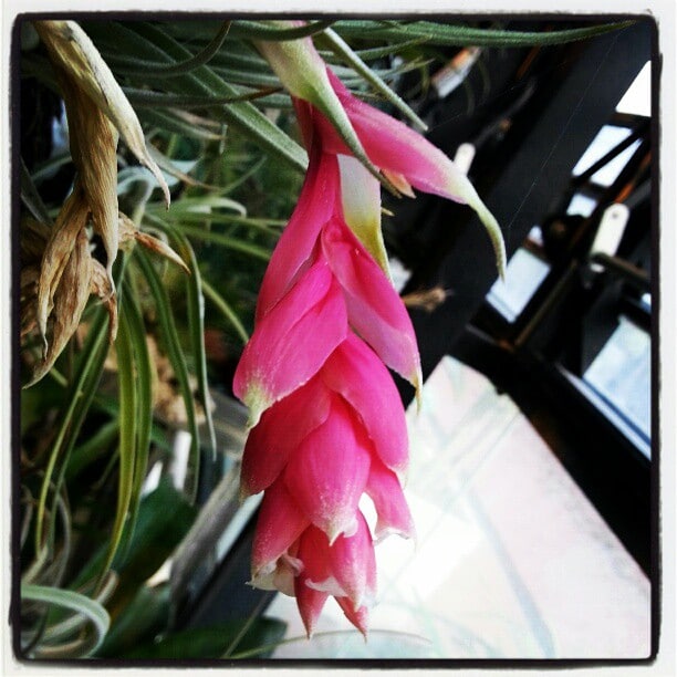 Tillandsia recurvifolia