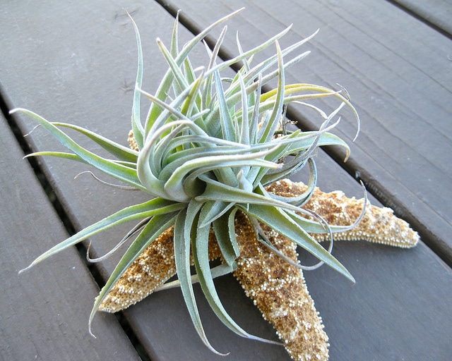 Tillandsia recurvifolia (Tillandsia recurvifolia)