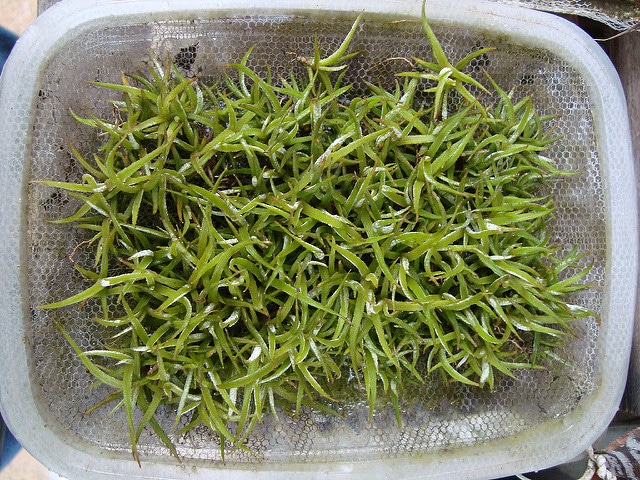 Tillandsia schiedeana