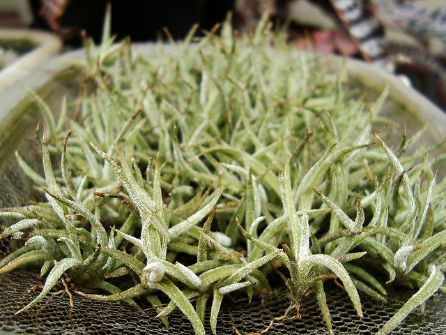 Tillandsia schiedeana