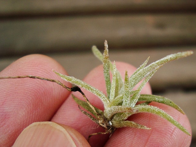 Tillandsia schiedeana